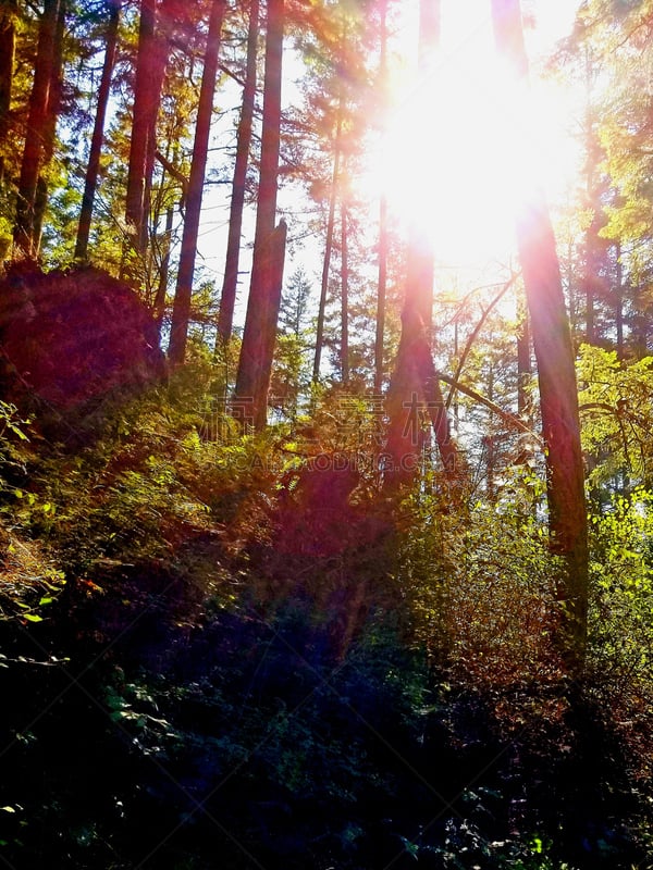 华盛顿州,惠德贝艾斯兰德,森林,深的,自然,垂直画幅,风景,图像,美国,自然美