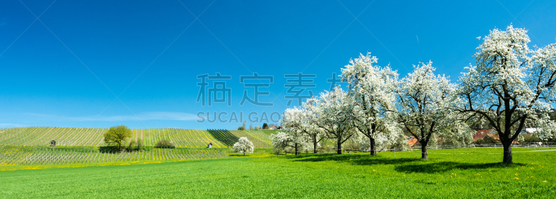 果园,葡萄园,蒲公英,绿色,果树,黄色,花朵,田地,背景,小的