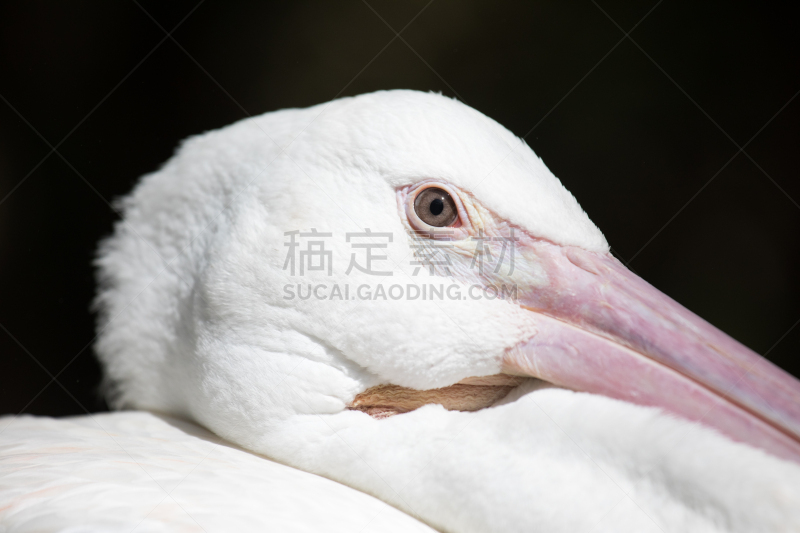 热带鸟,特写,艾克斯卡雷特,德卡门盆地,马雅里维耶拉,图伦,坎昆,墨西哥中部,尤卡坦州,金刚鹦鹉