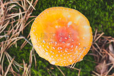 毒蝇菇,蘑菇,红色,明亮,顶部,风景,水平画幅,无人,苔藓,夏天
