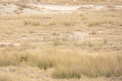 狞獾,野外动物,山猫,埃托沙国家公园,稀缺,野生猫科动物,水平画幅,无人,户外,草