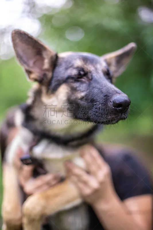 狗 人的耳朵 乐趣 公园 背景 巨大的 前景聚焦 可爱的 纯种犬 肖像图片素材下载 稿定素材