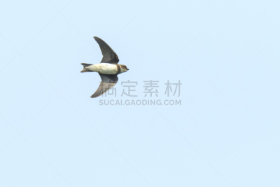 河岸,崖沙燕,自然,天空,野生动物,水平画幅,斑鸠,蓝色,鸟类,动物身体部位