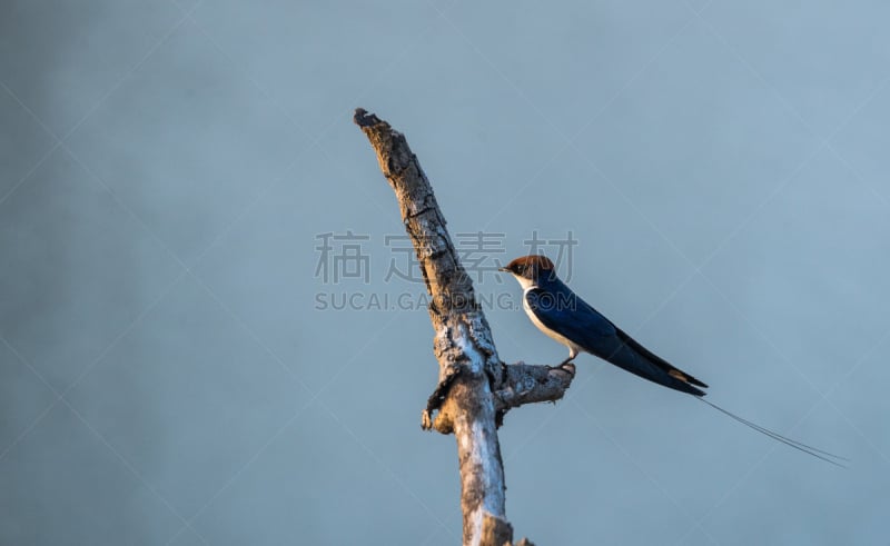 线尾燕,热带鸟,天空,美,水平画幅,燕子,鸟类,野外动物,户外,金属丝