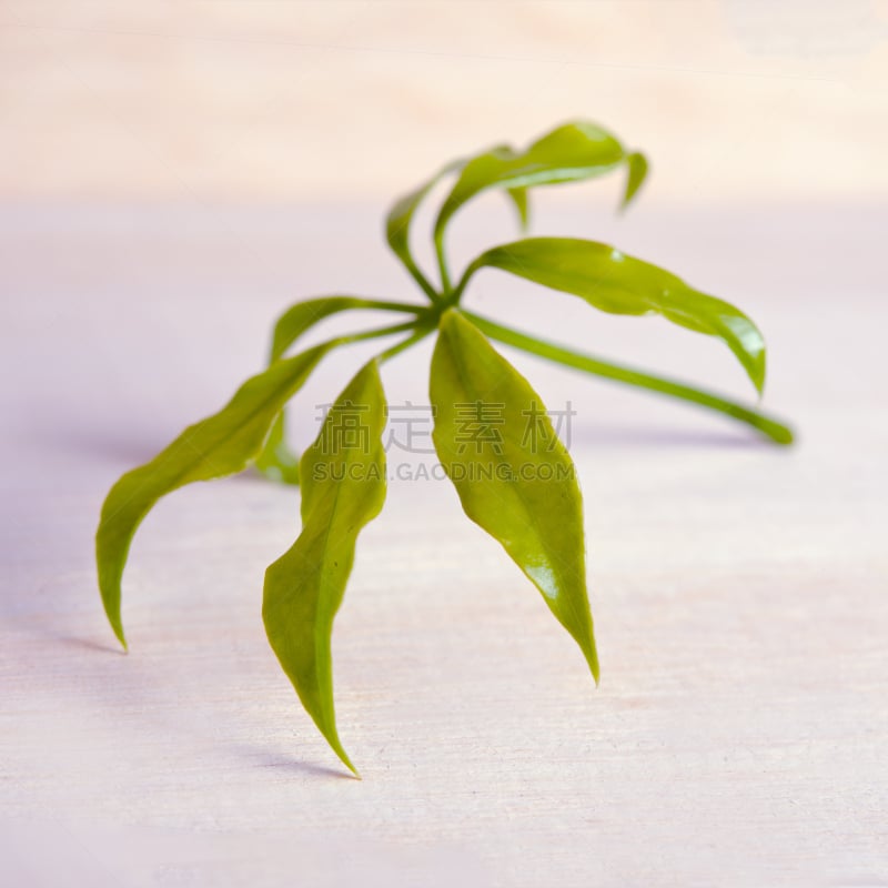 五加科,叶子,厚木板,分离着色,皇后伞树,常春藤,自然,有蔓植物,绿色,枝繁叶茂