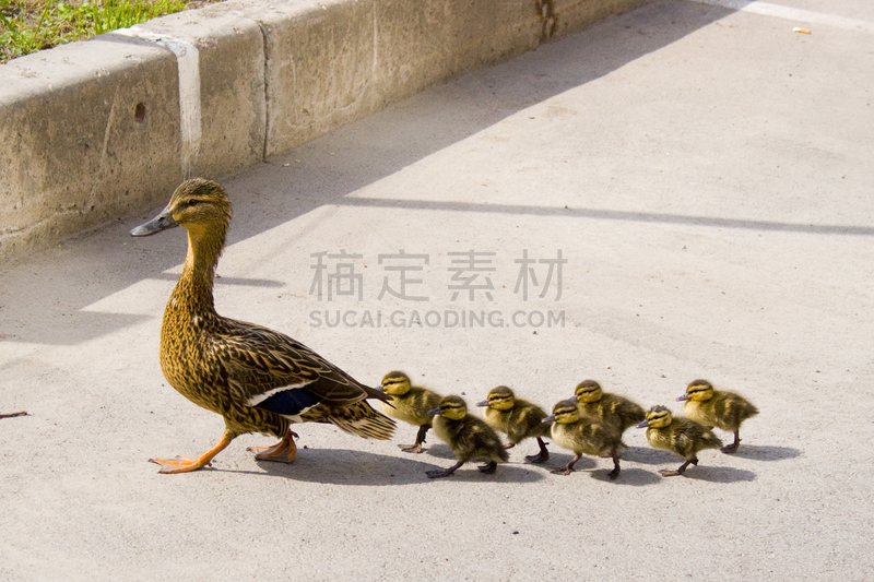 小鸭子,鸭子,街道,小的,喙,横越,路,水,水平画幅,鸟类