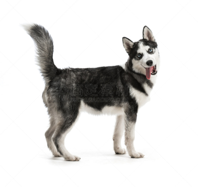 小狗,莱卡犬,雪橇犬,阿拉斯加雪橇犬,水平画幅,充满的,哺乳纲,友谊,看,人的脸部