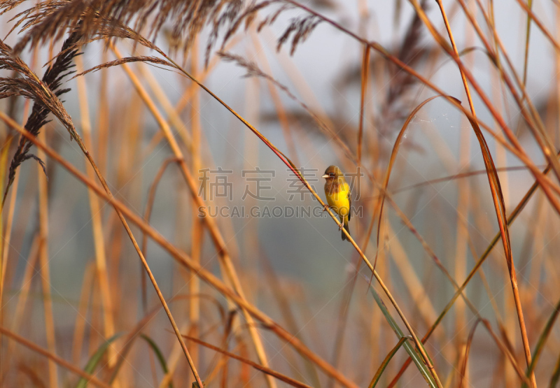 芦苇,红色,头球,雪巫鸟,靛蓝鹀,芦鹀,动物的冠,领土行为,柳树,垂直画幅