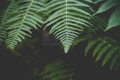 蕨类,叶子,绿色,比利时,复叶,暗色,清新,环境,环境保护,维管束