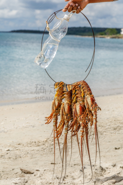 大螯虾,西恩富戈斯,中等动物群体,古巴,海滩,清新,加勒比海地区,巨大的,接,煮熟