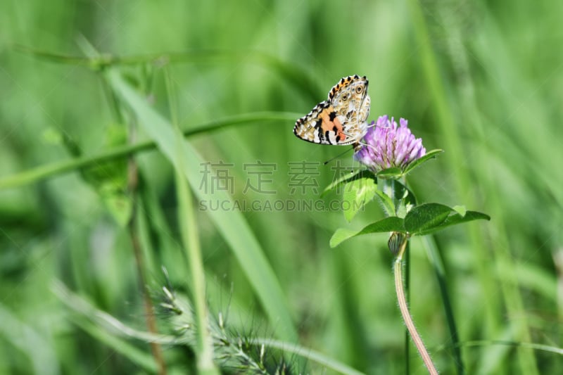 蛱蝶科,草原,自然,留白,水平画幅,生物,秋天,无人,红羽毛三叶草,日本