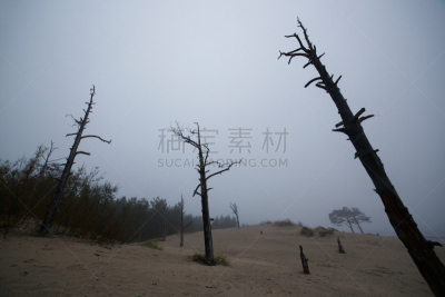 问题,干燥的森林,珍妮的遭遇,罗尼桑姆湖,水平画幅,无人,树皮甲虫,户外,岩石,俄罗斯