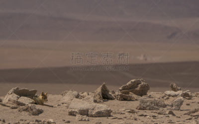 灰狐,野外动物,玻利维亚,南美,阿塔卡马沙漠,野生动物,橙色,哺乳纲,自然美,动物