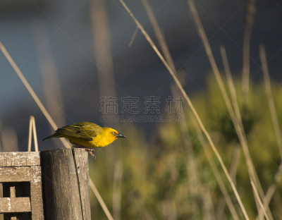 海角织巢鸟,看,篱笆,天空,美,留白,水平画幅,无人,鸟类,户外