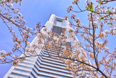 樱桃树,摩天大楼,建筑外部,横滨地标大厦,横滨高速铁路,吉野樱花,横滨,四季,水平画幅,樱花