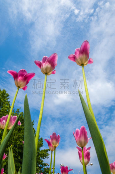 郁金香,草地鹨,垂直画幅,无人,夏天,明亮,俄罗斯,花束,白色,田地