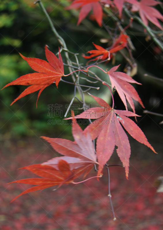 坎普登,秋天,特写,泰特伯里,自然,垂直画幅,红色,无人,英国,枫树