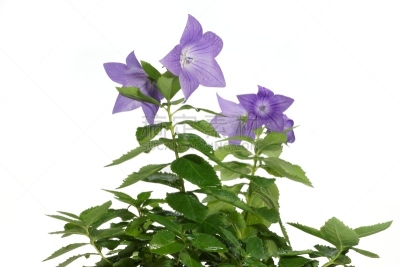 桔梗花,蓝色,美,芳香的,水平画幅,无人,纯净,室内植物,特写,仅一朵花
