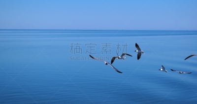 水,北卡罗来纳,宁静,水平画幅,鸟类,客轮,一群鸟,船,帕姆利科湾,海洋