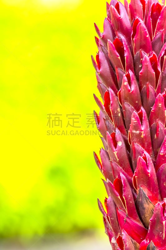 gingerlily,垂直画幅,高视角,无人,热带雨林,户外,印度姜花,复杂,特写,仅一朵花