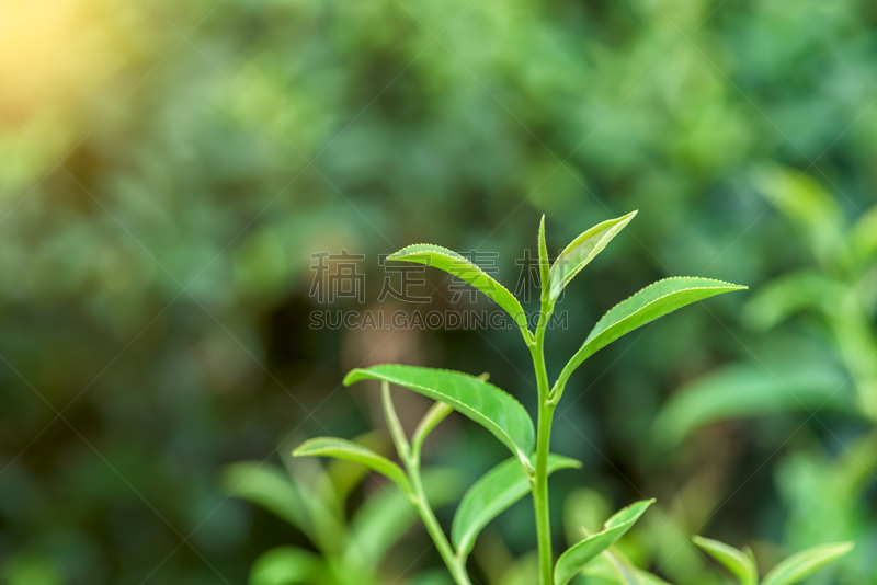 清新,种植园,茶树,叶子,水,枝繁叶茂,健康,夏天,完美,农作物