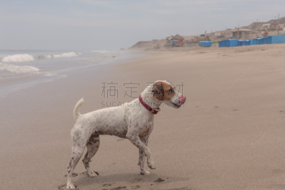 狗,快乐,杰克拉瑟短腿犬,russell,大鹞鱼,教区牧师,南美,水平画幅,沙子,梗犬