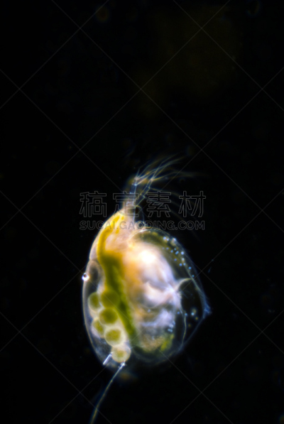 水蚤,垂直画幅,小的,鸡蛋,无人,藻类,海产,特写,摄影