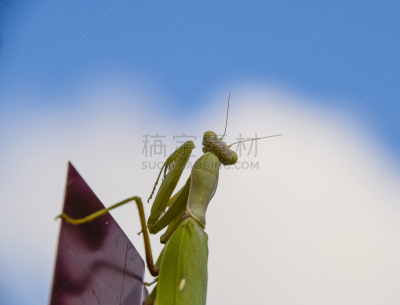 篱笆,螳螂,红色,正面视角,天空,水平画幅,尖的,无人,科学,野外动物