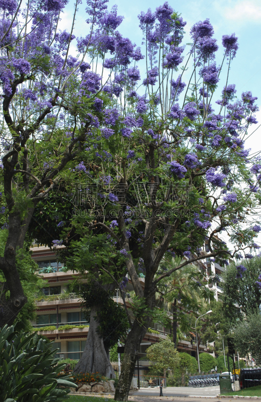 紫薇科树,蓝色,花朵,垂直画幅,美,公园,无人,园艺,早晨,夏天