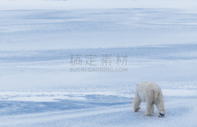 北极熊,冰,浮冰,丘吉尔镇,北极点,水平画幅,雪,无人,野外动物,户外