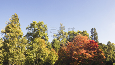 秋天,树荫,天空,留白,公园,褐色,水平画幅,无人,英格兰,户外
