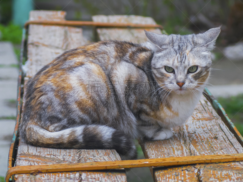 猫,可爱的,后备球员,斜靠,美,褐色,长椅,水平画幅,无人,爪子