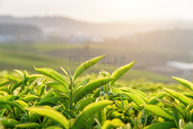 绿色,风景,色彩鲜艳,幼小动物,特写,茶叶,梯田,顶部,热带灌木,茶树