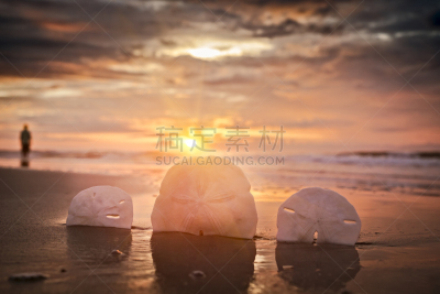 沙钱,黎明,米特海滩,选择对焦,留白,水平画幅,沙子,夏天,多变的天空,特写