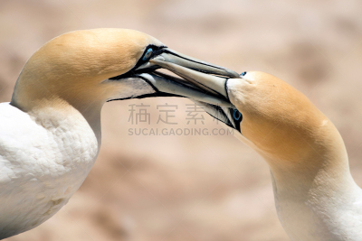 海角鲣鸟,一对,注视镜头,鲣鸟,水平画幅,无人,鸟类,大西洋,一群鸟,繁殖季节