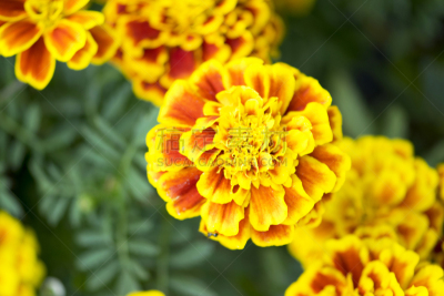 鱼尾菊,橙色,自然美,自然,式样,水平画幅,绿色,无人,色彩鲜艳,夏天