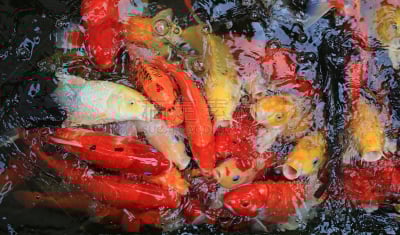 鲤鱼,锦鲤,鱼类,多色的,华丽的,水,漂亮绿树蛙,白色,瓷器,瓶子