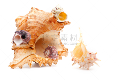 贝壳,工作室,高雅,美,水平画幅,形状,无人,软体动物,纪念品,海产