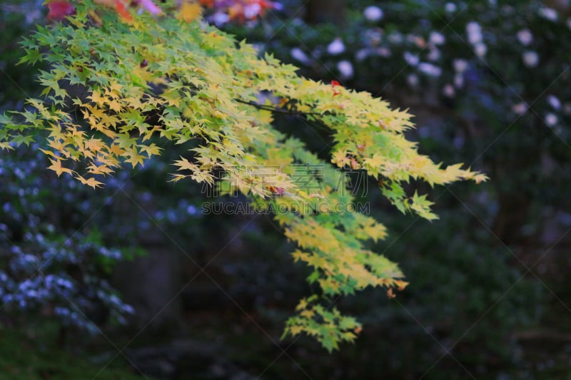 叶子,园林,京都府,红松,日本,充满的,自然,美,水平画幅,无人