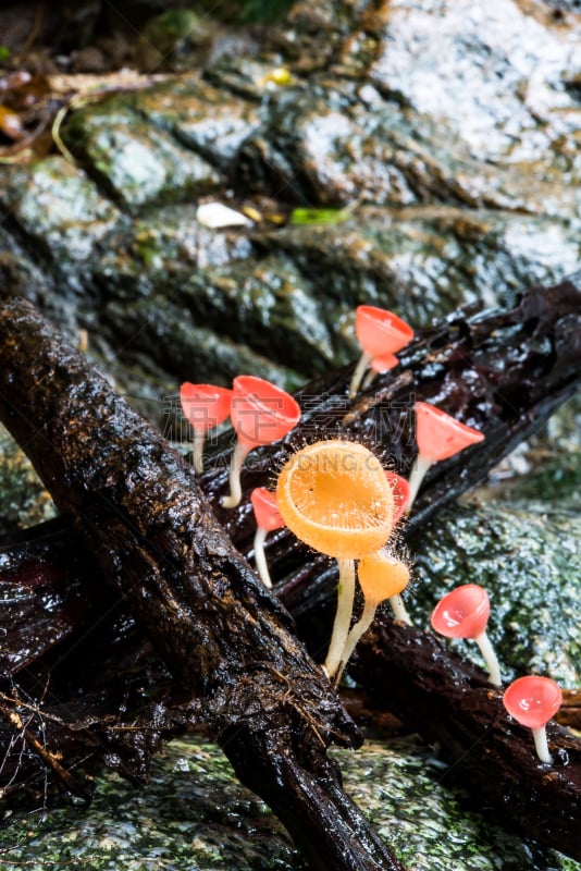 香槟,泰国,雨林,蘑菇,红色,子囊菌,国家公园,真菌,毒蘑菇,垂直画幅