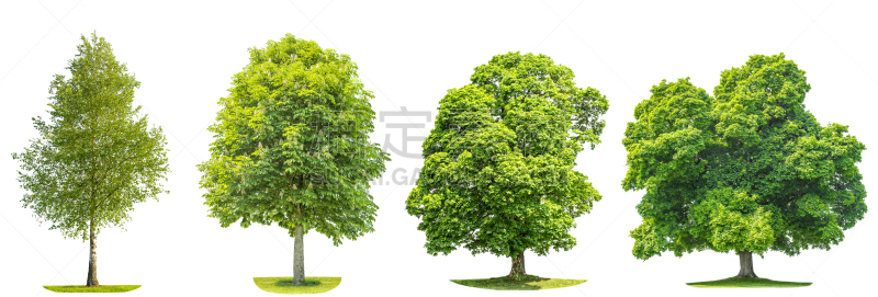 栗树,自然,绿色,枫树,白桦,组物体,水平画幅,无人,夏天,户外