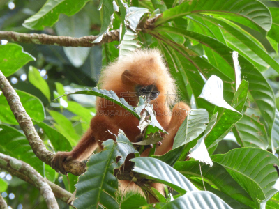 叶子,在之后,Danum Valley Conservation Area,达浓谷地,婆罗洲岛,沙巴州,猕猴,猴子,热带雨林,隐藏
