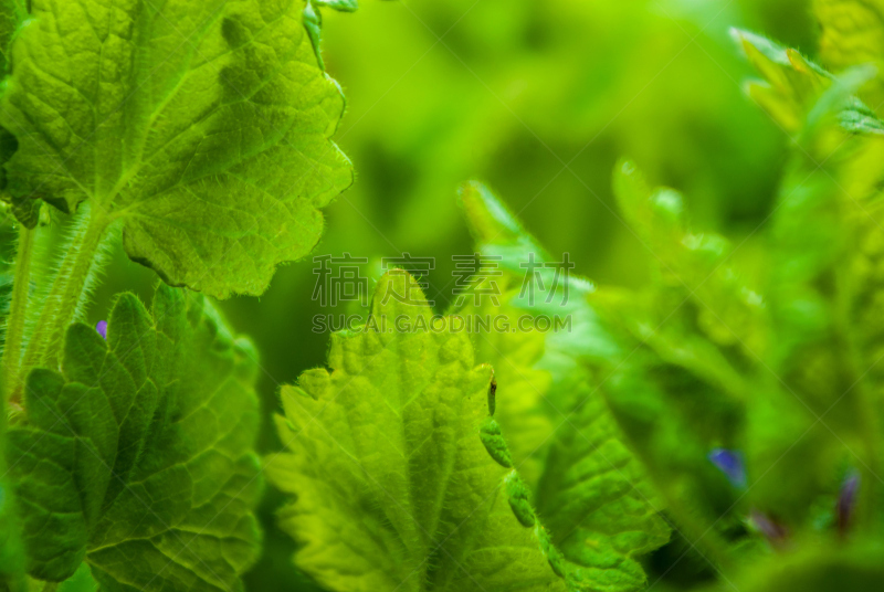 益母草,自然,水平画幅,素食,无人,有机食品,户外,草,特写,陆地