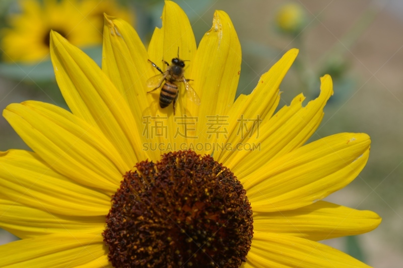 蜜蜂,向日葵,自然美,葵花形海星,自然,水平画幅,无人,植物,彩色图片,黄色