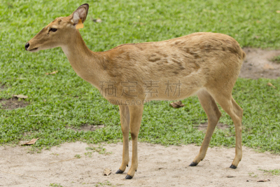 brow-antlered deer,鹿肉,小鹿,母鹿,雄鹿,褐色,水平画幅,食草动物,户外,泰国