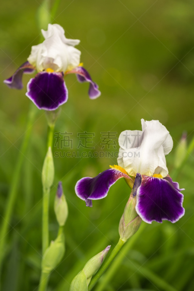 鸢尾,白色,紫罗兰,特写,白菖蒲,单子叶植物,垂直画幅,夏天,明亮,花束