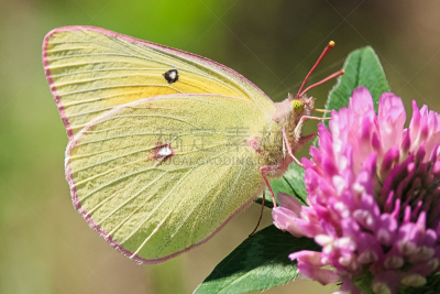 特写,三叶草,clouded yellow butterfly,巨人,西北特雷托里,水平画幅,动物身体部位,在边上,夏天,硫磺