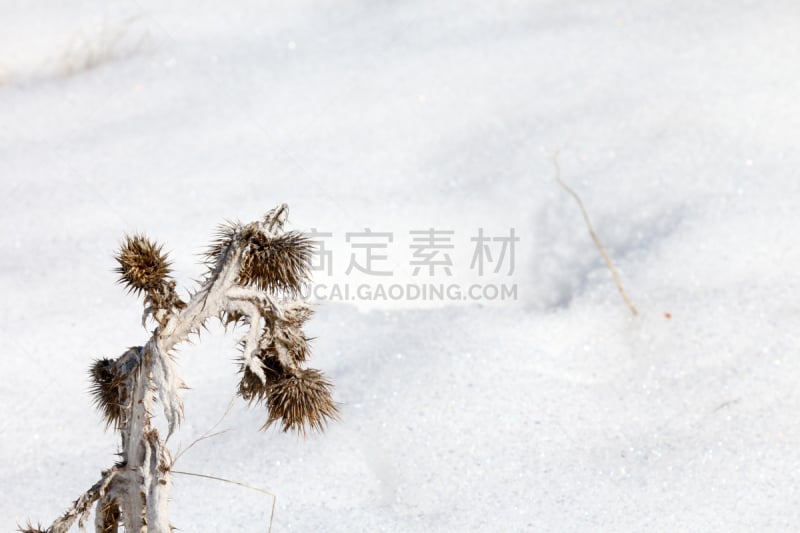 蓟,雪,荆棘,死亡的植物,特写,带刺铁丝网,留白,褐色,水平画幅,尖的