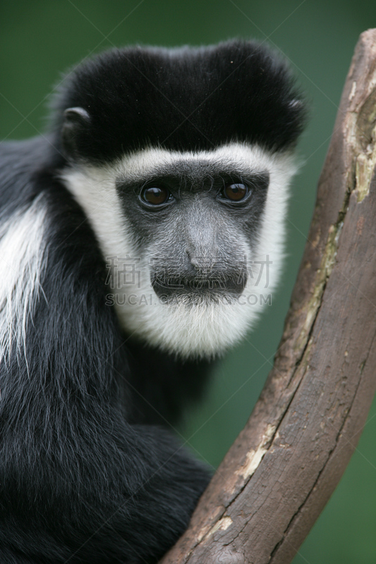 猴子,肖像,bay colobus monkey,叶猴,自然,垂直画幅,人,偏远的,疲劳的,哺乳纲