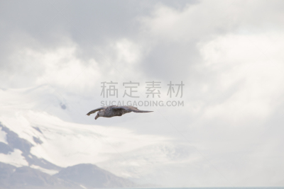 漂泊信天翁,普里昂岛,南乔治亚岛,水,天空,美,气候,水平画幅,雪,无人